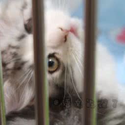 粉爪爪宠物店:泉州市鲤城区文庙/涂门街附近