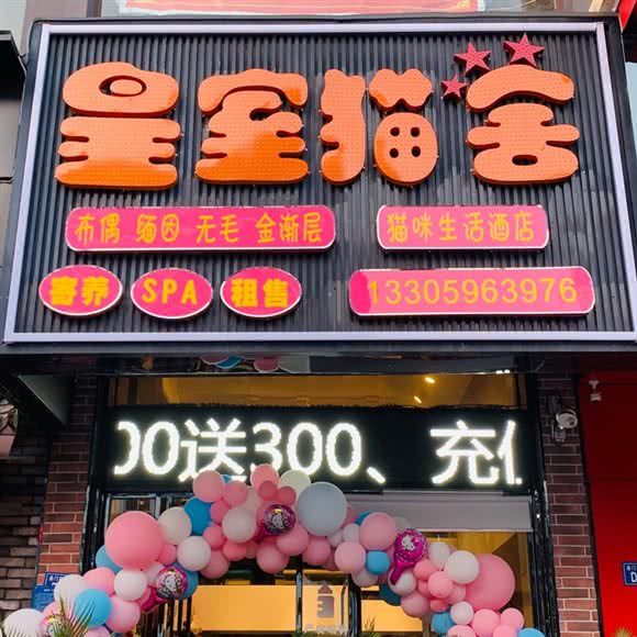 皇室猫舍:泉州市丰泽区美食街附近