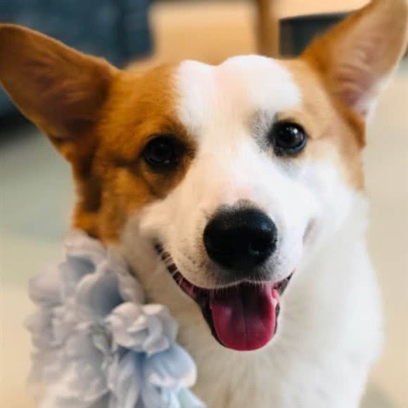 狗的猫宠咖:泉州市丰泽区美食街附近