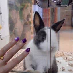 宠动时代:泉州市丰泽区东海/黎明大学附近