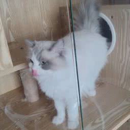 哈妮宠物:北京城区怀柔区怀柔区附近