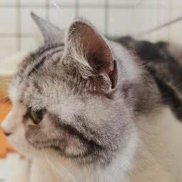 史努比宠物店:泉州市丰泽区西湖公园周边附近