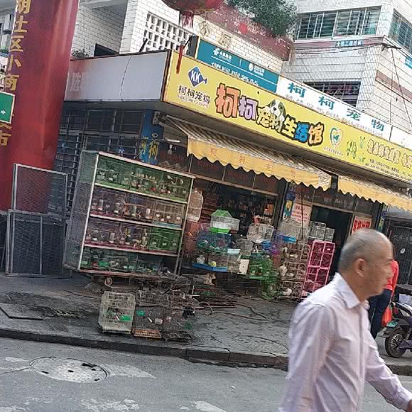 柯柯狗狗:泉州市丰泽区湖心街附近