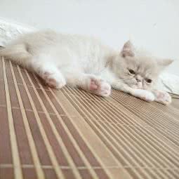 顽宠世家(五洲分店):泉州市石狮市凤里街道附近