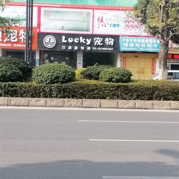 lucky宠物:泉州市晋江市青阳街道附近