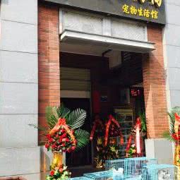 老友的狗狗:泉州市晋江市青阳街道附近