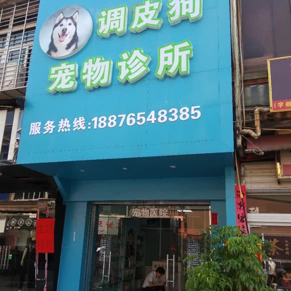 调皮狗宠物诊所:泉州市晋江市东石镇附近