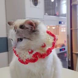 宠之恋猫舍:北京城区怀柔区怀柔区附近