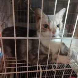 AK萌宠屋:漳州市龙文区万达商圈附近