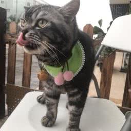 宠物园长:漳州市龙海区角美镇附近