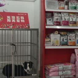 阳光宠物:漳州市龙海区石码街道附近