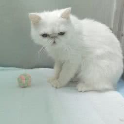 大嘴狗宠物医院(怀柔院):北京城区怀柔区怀柔区附近