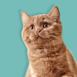 动物医院:北京城区怀柔区怀柔区附近