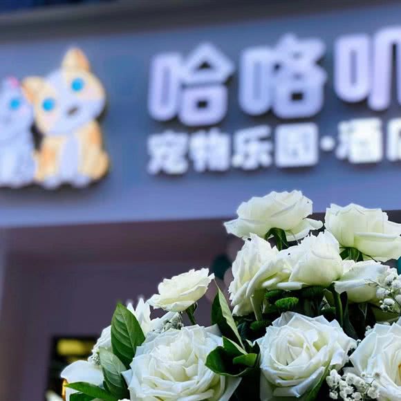 哈咯叽宠物乐园酒店:龙岩市新罗区万阳城/世纪天城附近