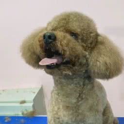 私宠:北京城区平谷区平谷区附近