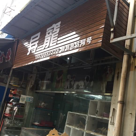 异宠:南昌市东湖区八一广场/省府附近