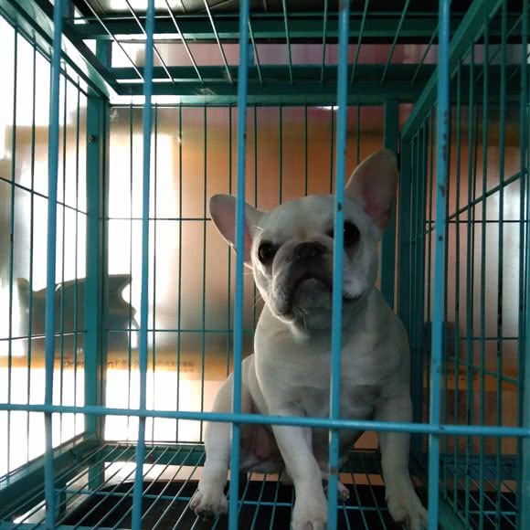 米宠之家宠物用品店:北京城区平谷区平谷区附近