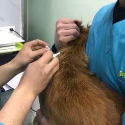 贝贝宠物医院连锁:南昌市东湖区八一广场/省府附近