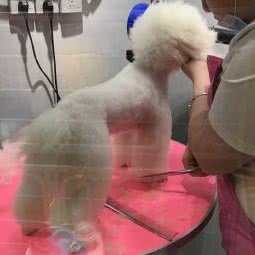 阿克的宠物工作室:南昌市东湖区胜利路附近