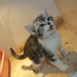 米琦猫舍:南昌市东湖区胜利路附近