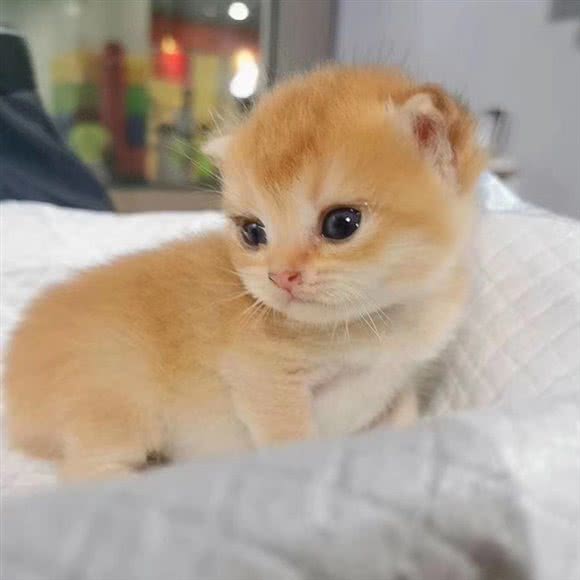 萌宠之家撸猫馆:南昌市东湖区百花洲附近