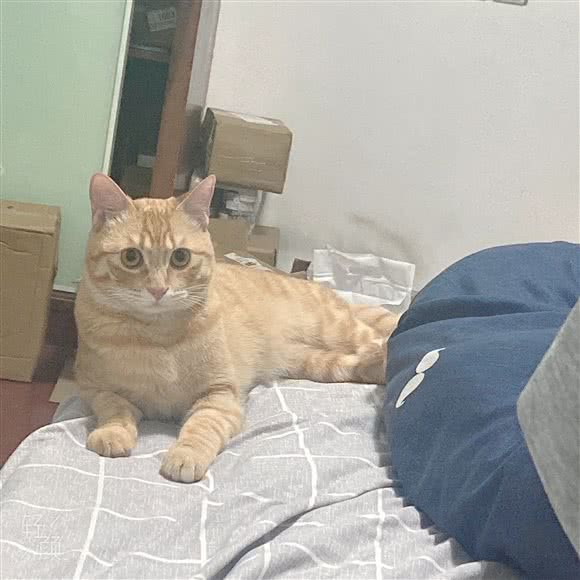 鹏爱宠物医院·宠物用品:南昌市东湖区南京西路附近