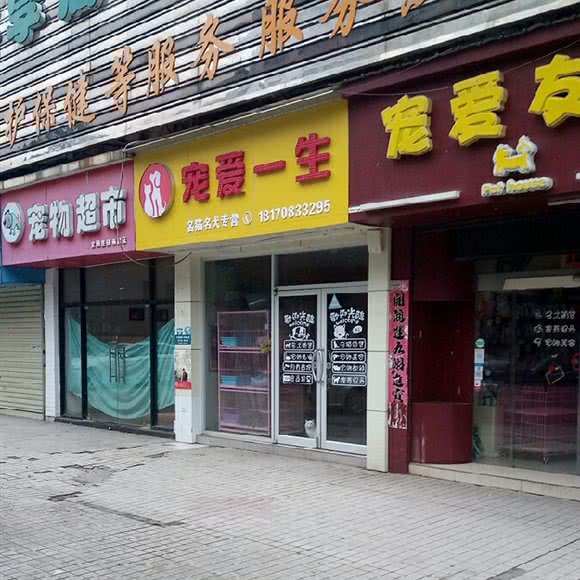 宠爱一生名猫名犬专营:南昌市东湖区青山路/青山湖风景区附近