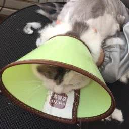 心伴宠物:北京城区平谷区平谷区附近