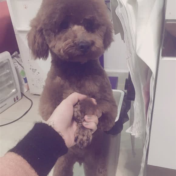 爱宠屋:南昌市西湖区恒茂国际华城附近