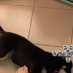 北京新平宠物之家:北京城区平谷区平谷区附近