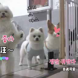 星宠家宠物店:南昌市西湖区朝阳新城附近