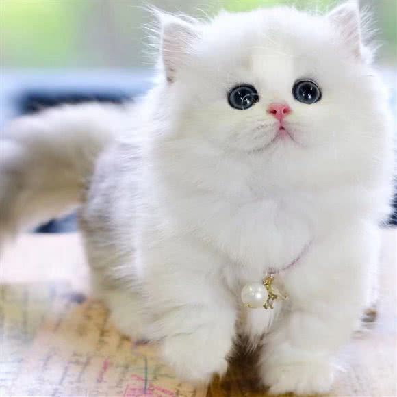 新宠宠物·萌宠猫狗专营旗舰店:南昌市西湖区朝阳新城附近