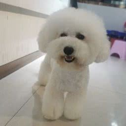 范特希宠物美容沙龙:南昌市西湖区朝阳新城附近