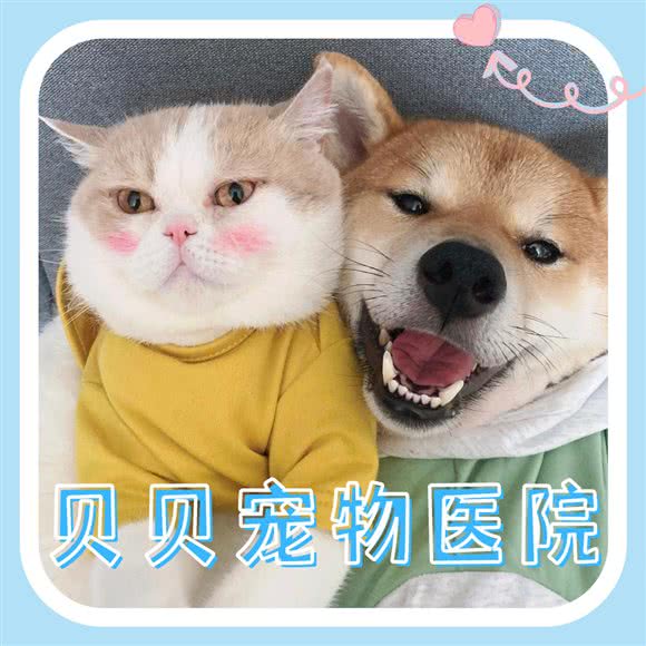 贝贝宠物医院:南昌市青云谱区广州路附近