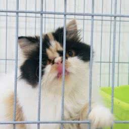 奇迹宠物:南昌市青云谱区象湖附近