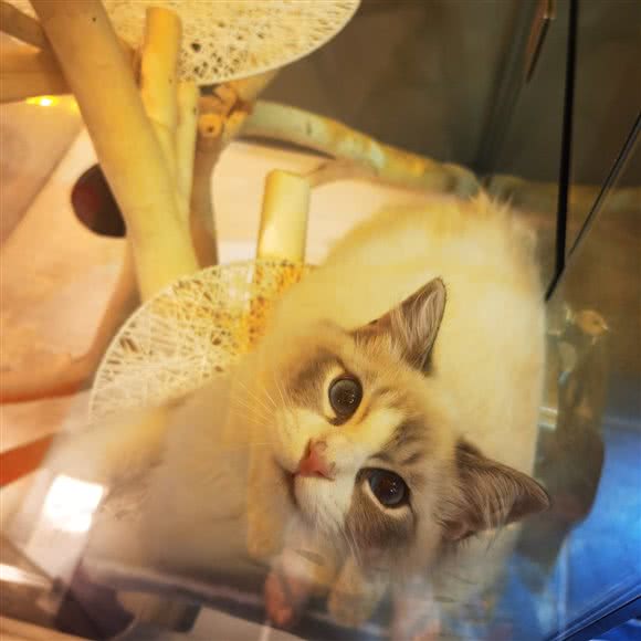 小幸福宠物庄园:南昌市青云谱区十字街附近