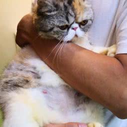 派尼宠物狗生活馆:南昌市青山湖区昌北经济开发区附近