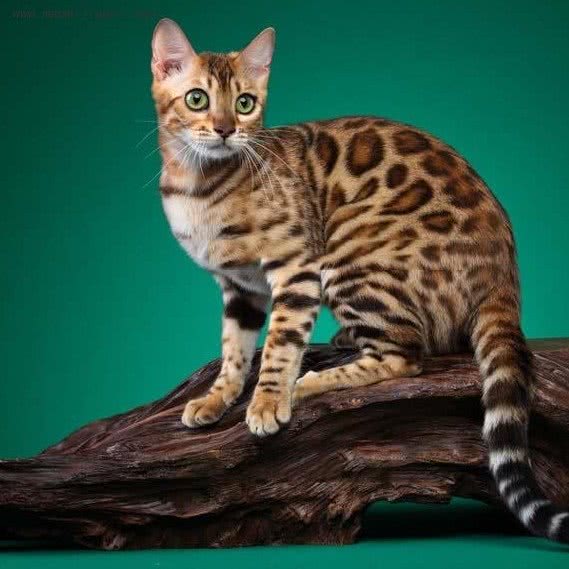 喵公馆猫咖:南昌市青山湖区昌北经济开发区附近