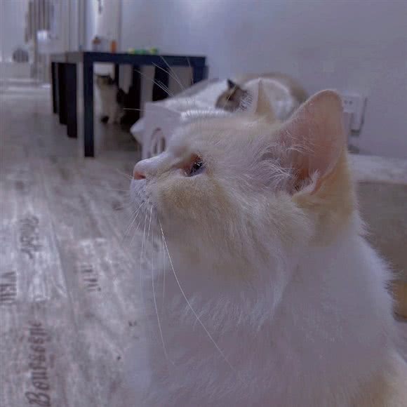 meet·猫咖:南昌市青山湖区昌北经济开发区附近