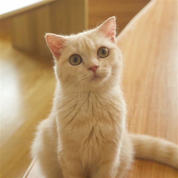 棉棉の猫·猫咖猫舍·萌宠互动馆:南昌市青山湖区恒茂梦时代附近