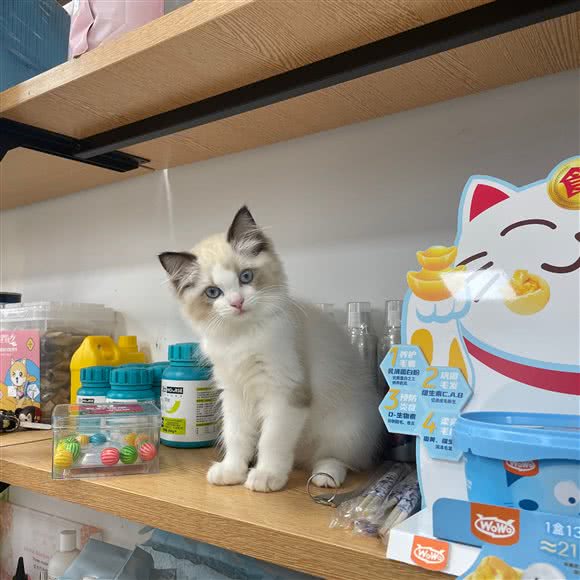 精致宠物:南昌市青山湖区下罗附近