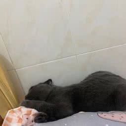 宠爱宠物托运中心(南昌店):南昌市青山湖区火车站附近