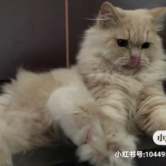 茶宠招财猫咖:南昌市青山湖区南昌大学附近