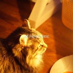 波妞家:南昌市青山湖区瑶湖区附近