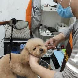 宠物城堡:南昌市红谷滩区会展路附近