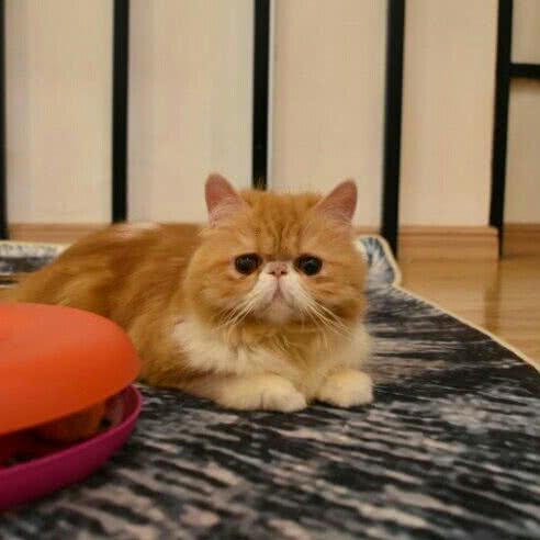 宠家猫公馆:南昌市红谷滩区万达广场附近