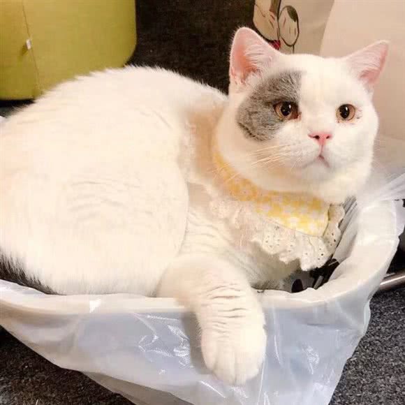 猫·09猫咖·猫舍修仙馆(万达三店):南昌市红谷滩区万达广场附近