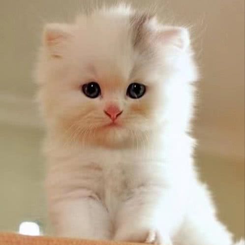 呆萌宠物店:南昌市红谷滩区红角洲/前湖大学城附近