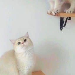 环球猫舍:南昌市红谷滩区怡园路附近