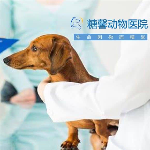 糖馨动物医院 24h 狂犬疫苗接种定点:南昌市红谷滩区怡园路附近